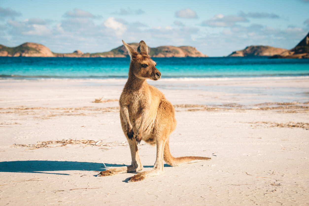 Australii: Un kangourou sur une plage de Lucky Bay dans le parc national de Cape Range Australii: Un kangourou sur une plage de Lucky Bay dans le parc national de Cape Range
