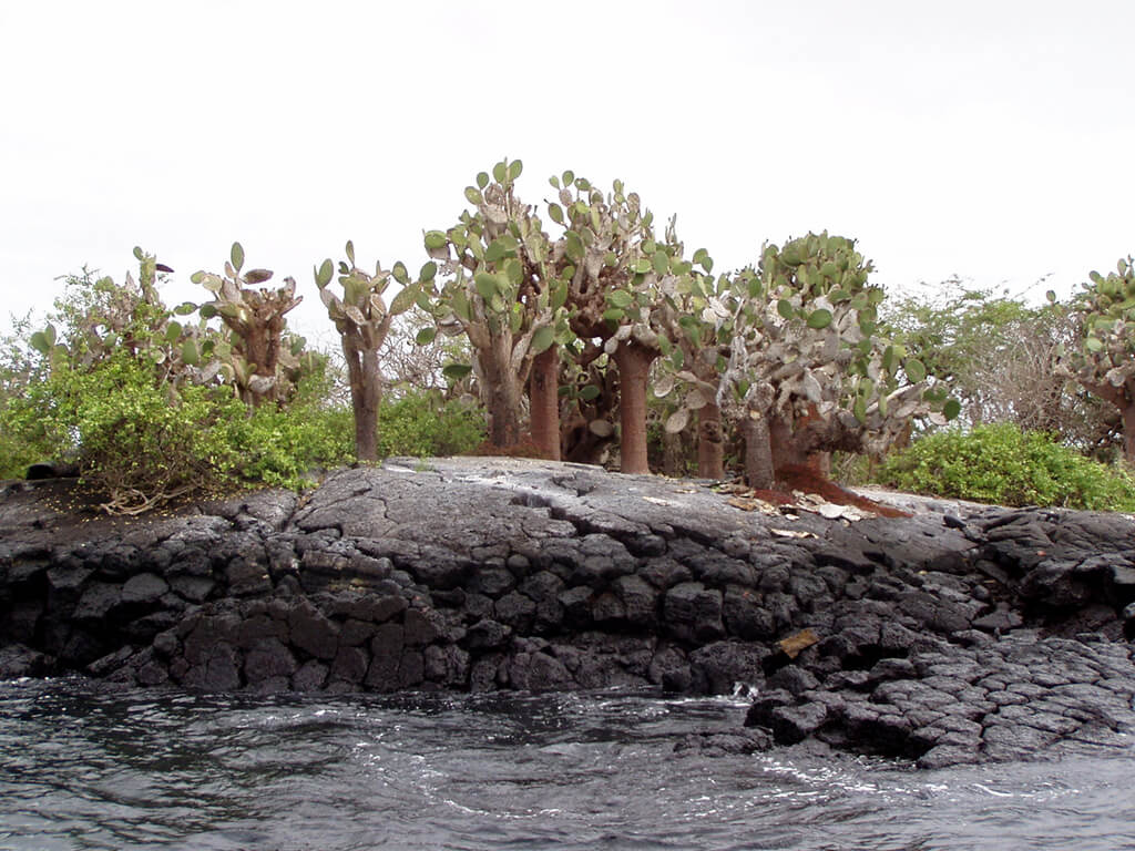Wyspa Baltra : 