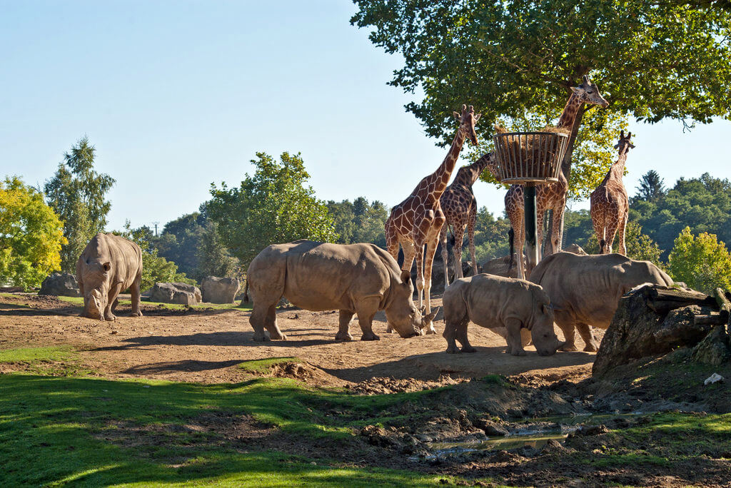 Beauval Zoo W Maju 2023 Pogoda I Średnia Temperatura W Maju Gdzie i Kiedy