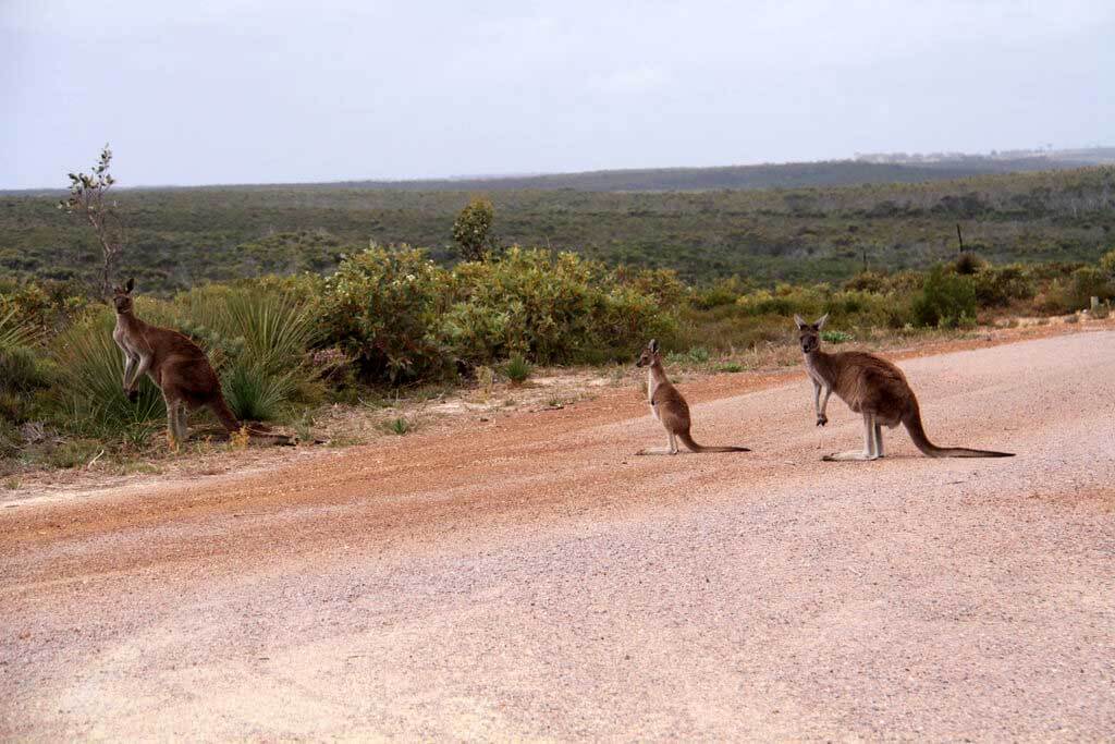 Park Narodowy Cape Arid : 