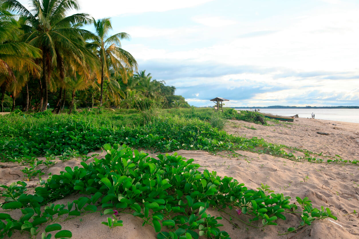 Gujana Francuska: Plage des Hattes à Yalimapo, Guyane française Gujana Francuska: Plage des Hattes à Yalimapo, Guyane française