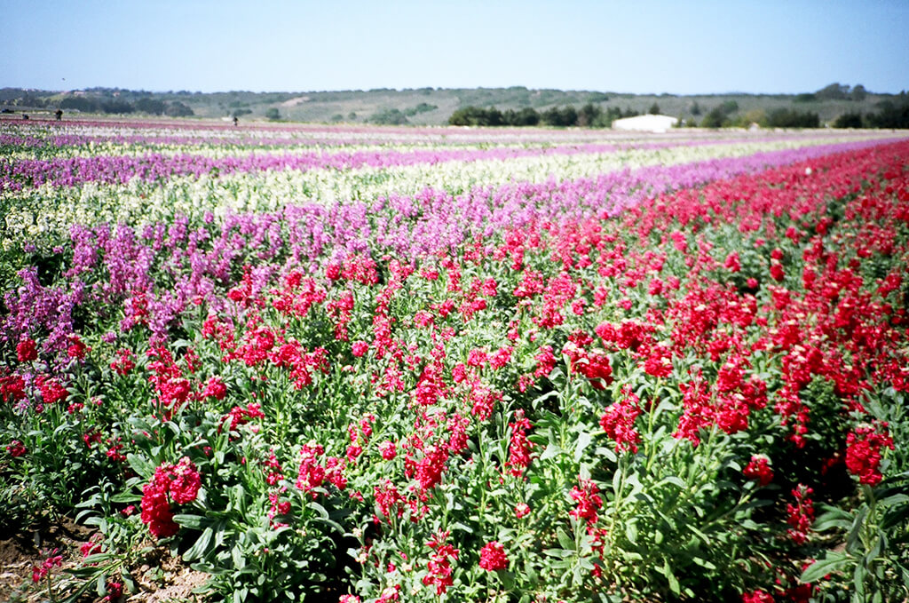 Lompoc W Kwietniu 2023 Pogoda I Średnia Temperatura W Kwietniu
