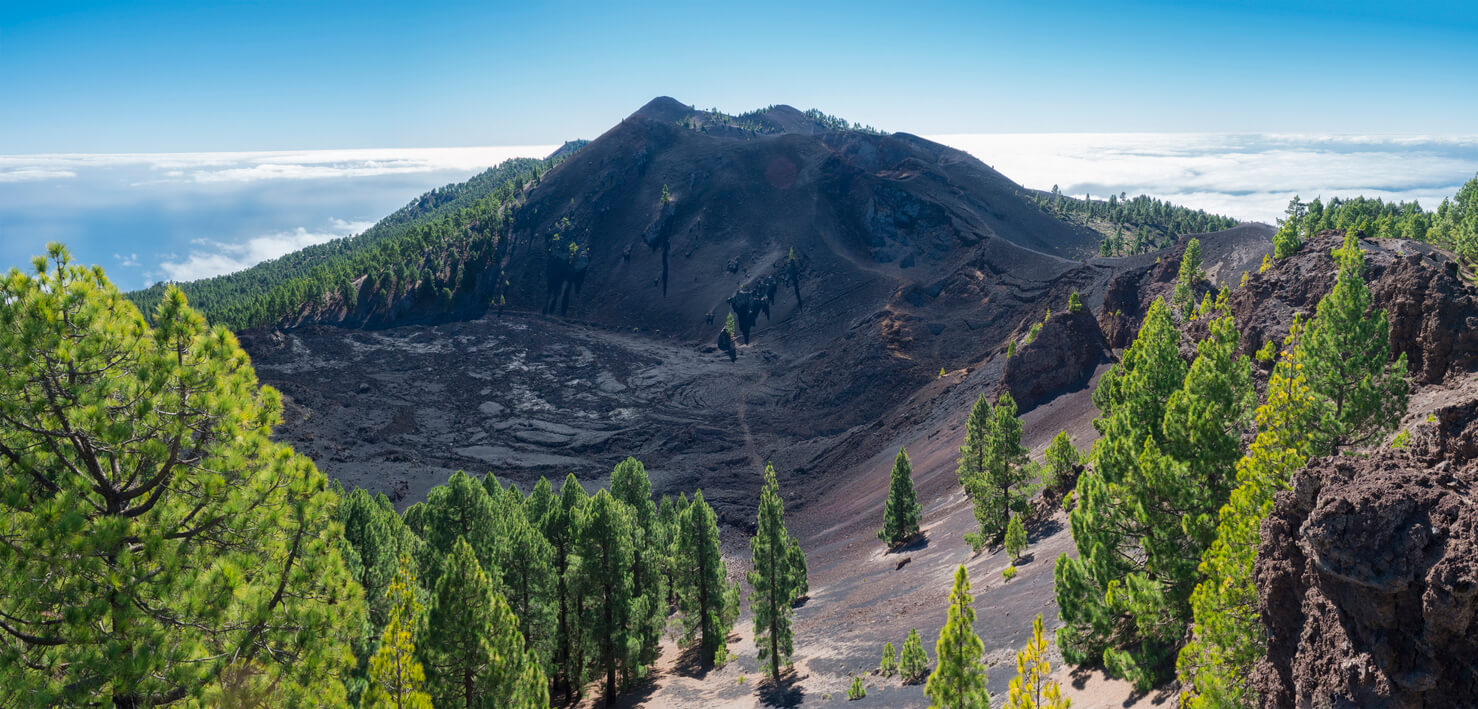 Los Canarios : Los Canarios :