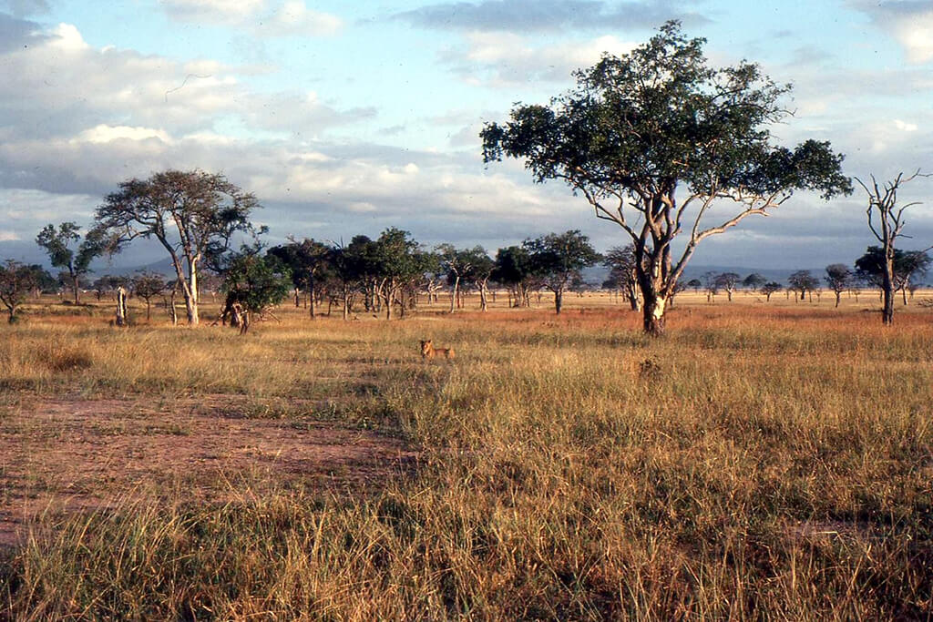 Mikumi National Park : 