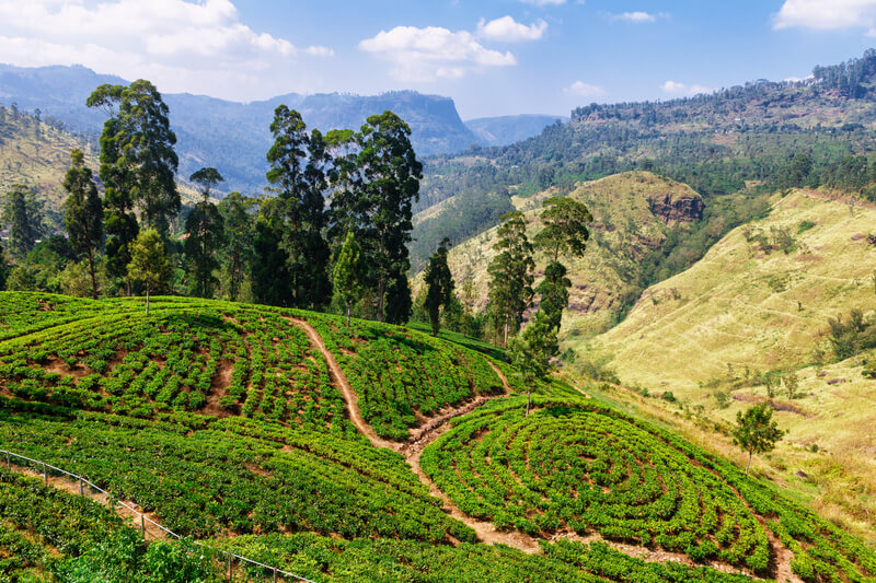 Nuwara Eliya : Nuwara Eliya