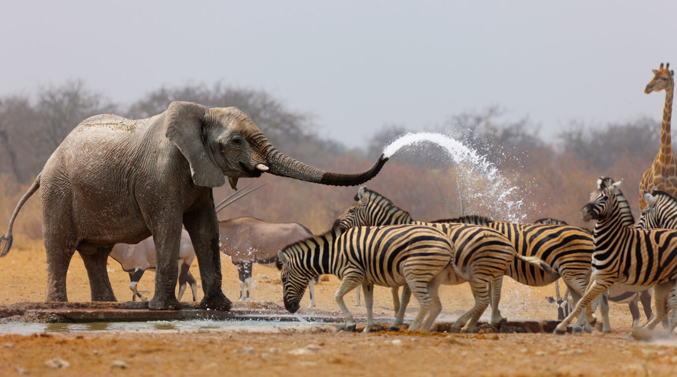 Narodowy Park Etosha : Etosha