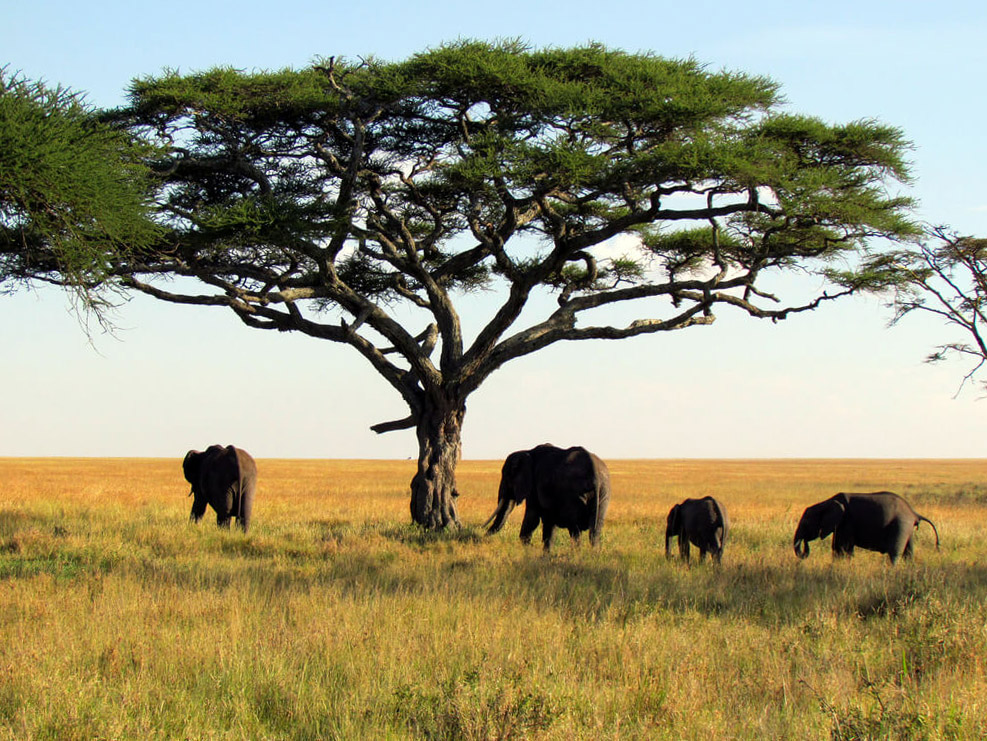 Park Narodowy Górnego Nigeru : 