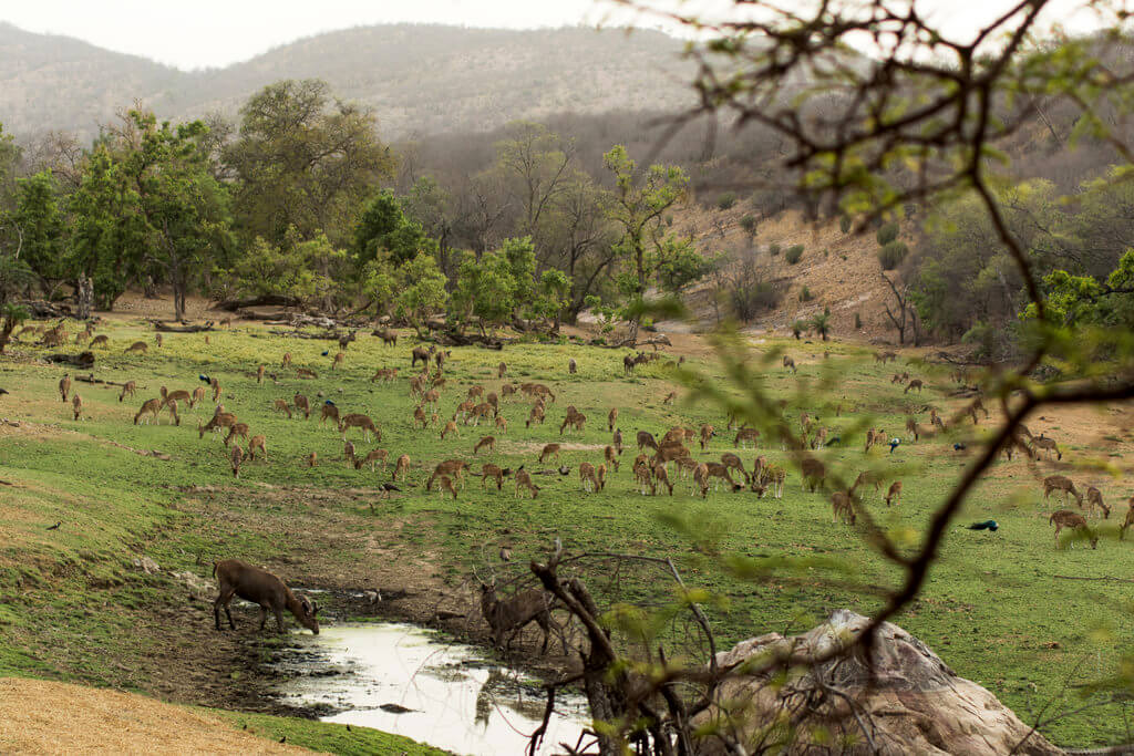 Park Narodowy Ranthambore : 