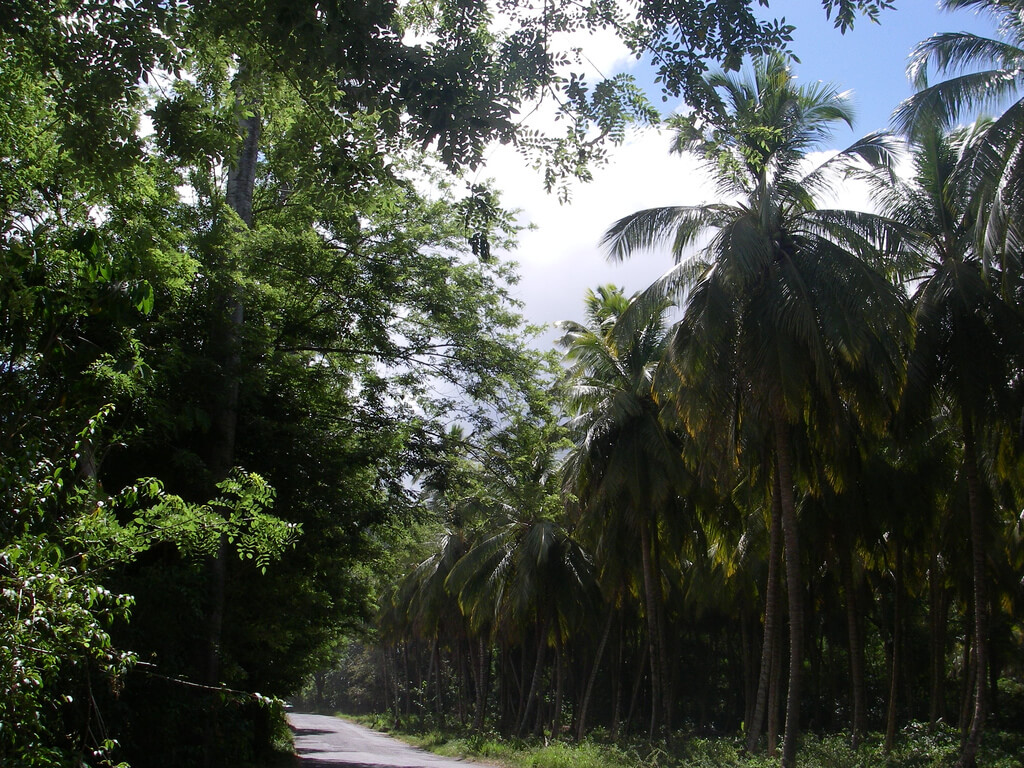 Saint-Joseph (Dominika) : 