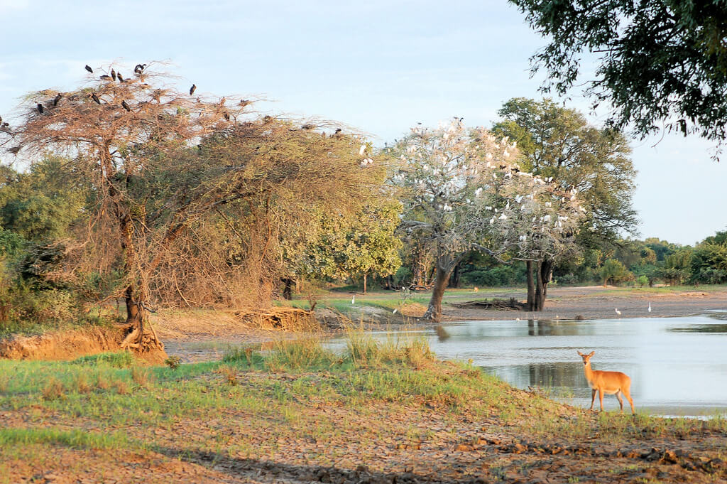 South Luangwa National Park :  South Luangwa National Park :