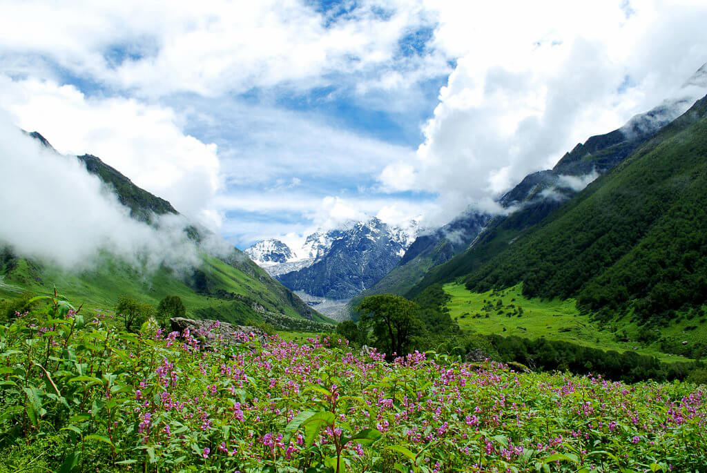 Park Narodowy Valley of Flowers (Uttrakhand) : 