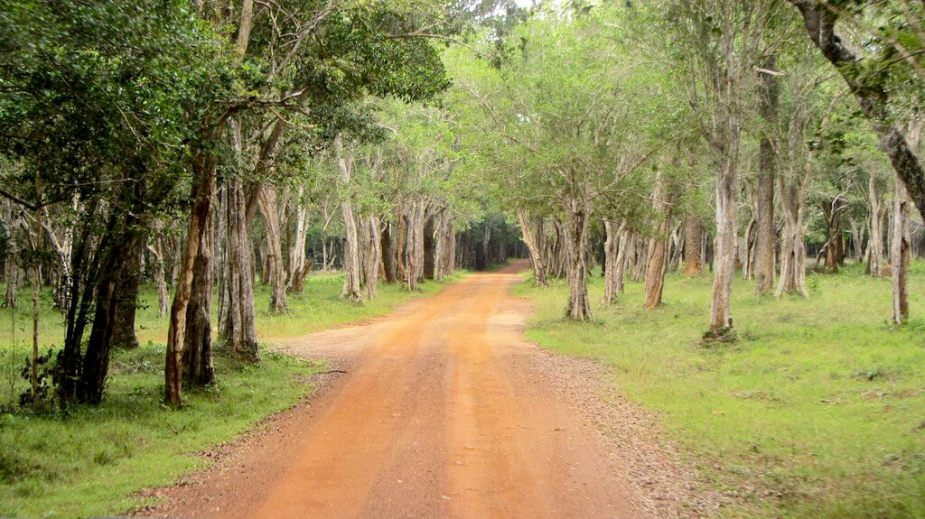 Wilpattu National Park : Wilpattu National Park :