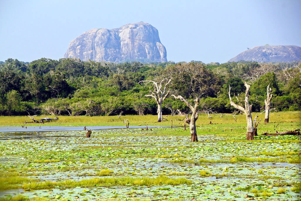 Yala National Park : Yala National Park :